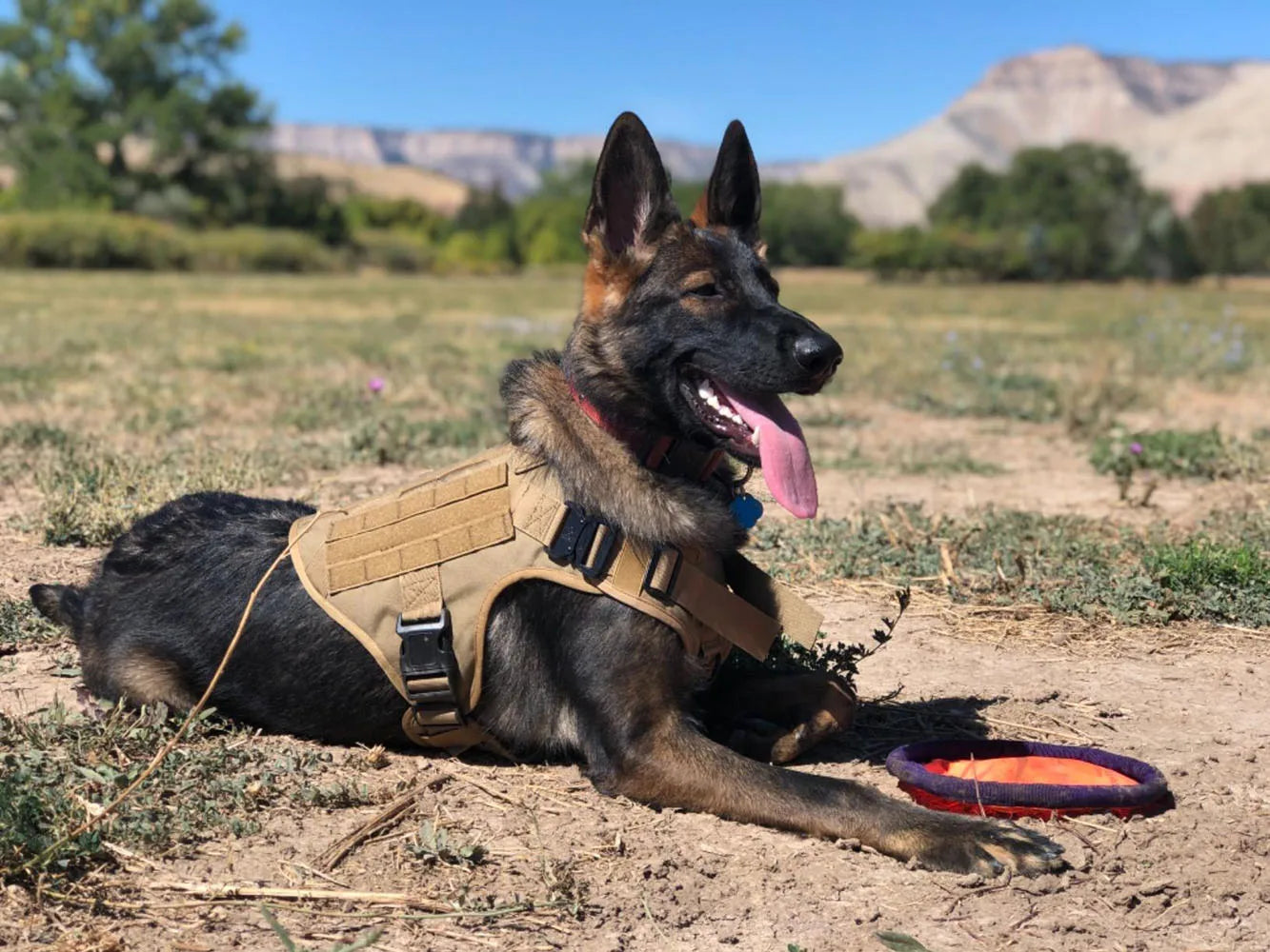 Harnais militaire pour grand chien, collier, laisse, sacs, patchs, gilets d'entraînement pour animaux de compagnie Malinois, harnais tactique pour chiens, accessoires