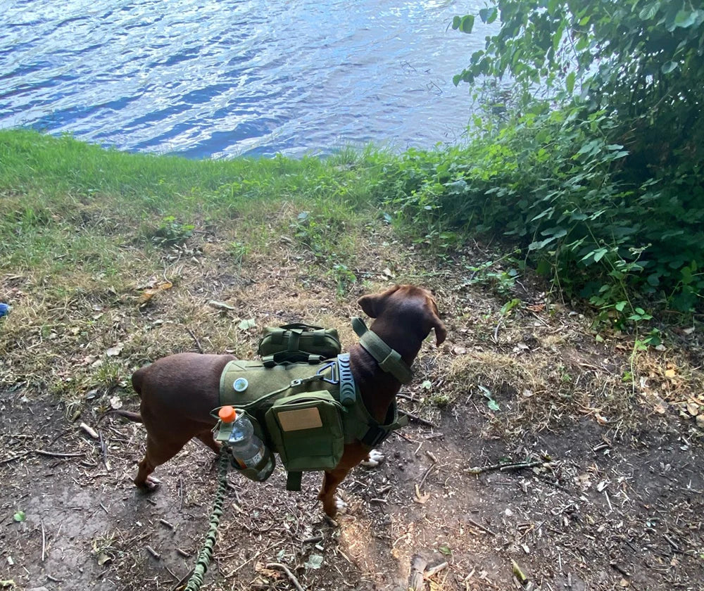 Harnais militaire pour grand chien, collier, laisse, sacs, patchs, gilets d'entraînement pour animaux de compagnie Malinois, harnais tactique pour chiens, accessoires